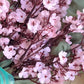 Bajo el cerezo en flor